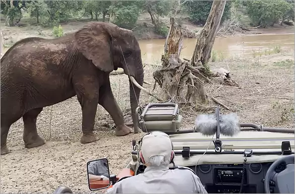 Sausage Tree Sounds Safari
