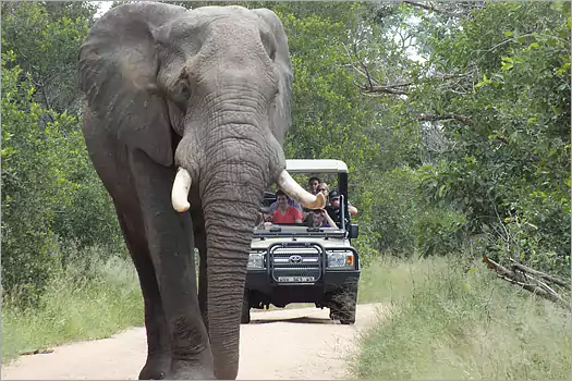 Rhino Post SAfari Lodge