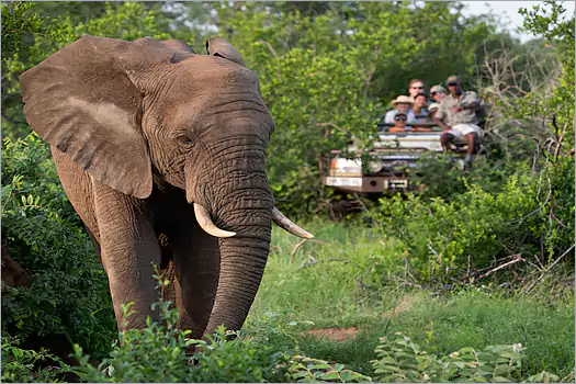 Sausage Tree Safari Camp balule reserve