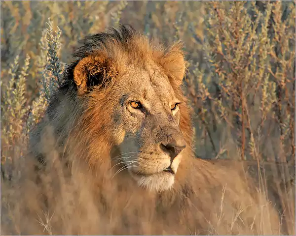 The African lion - Kruger Park Big 5