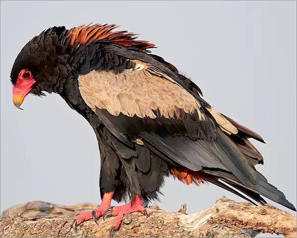 Bateleur Eagle