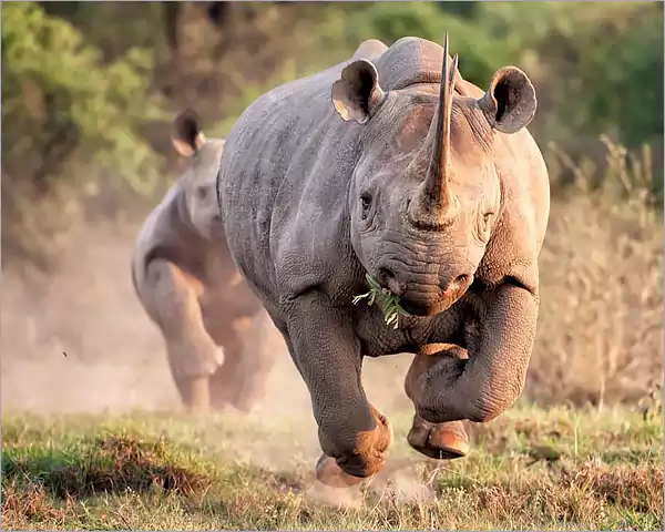 Black Rhino Kruger Park