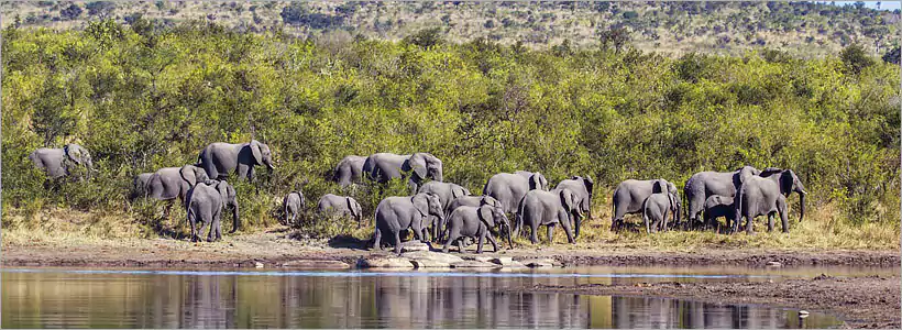 Kruger Park ecosystem