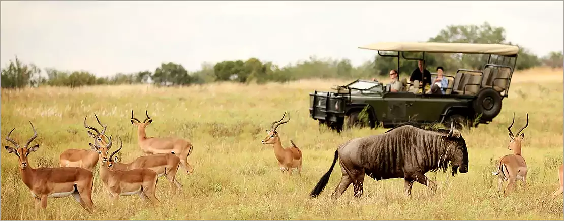 Kruger Park ecosystem
