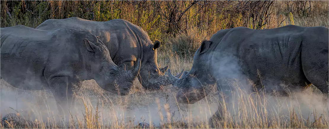 Kruger Park ecosystem