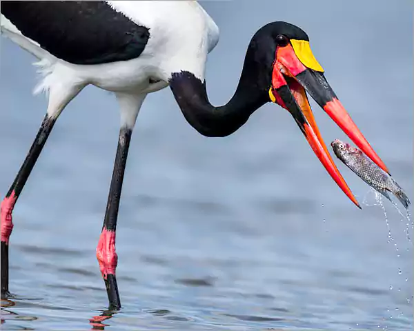 Saddle-Billed Stork - Rare birds Kruger Park