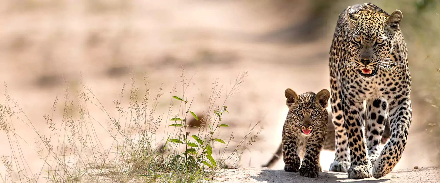 Big 5 Safari Vacations in Kruger Park