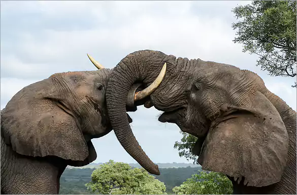 Earth Lodge Sabi Sabi Big 5 SAfari vacations in Kruger Park