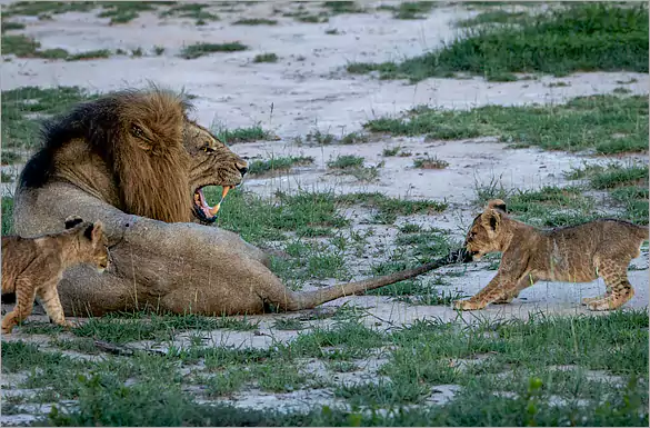 LUXURY Big 5 Safari vacations in Kruger Park