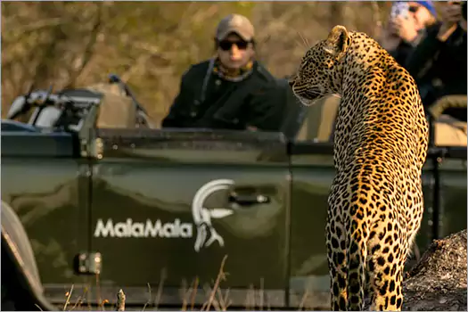 Spotting leopard at MalaMala Rattrays camp