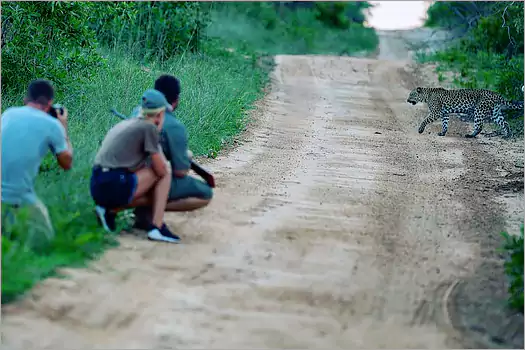 Royal Malawane, A walking SAfari hightens the senses - hearing, smell, sight