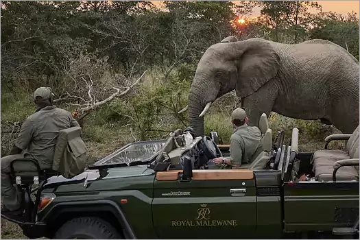 Guided by the best qualified guiding team in Africa at Royal Malawane 